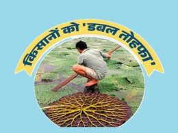 Makhana Ki Kheti: अब MP में बिहार की तरह होगी मखाना की खेती; 4 जिलों में पायलट प्रोजेक्ट लागू