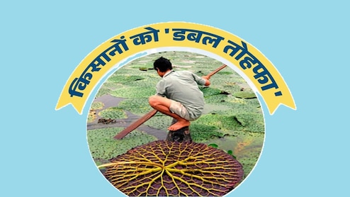 Makhana Ki Kheti: अब MP में बिहार की तरह होगी मखाना की खेती; 4 जिलों में पायलट प्रोजेक्ट लागू