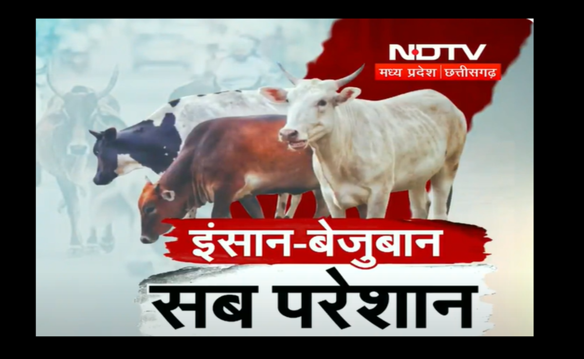 Road Accident: गौशालाएं तो हैं फिर सड़क पर बेजुबान क्यों ले रहे हैं इंसानों की जान? जानिए क्या कह रही है सरकार