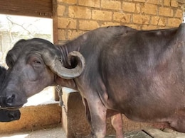 भैंस है या सोने की मुर्गी, रोज़ 21 लीटर दूध और हर दिन ₹1200 की कमाई, खासियत जान लोग बोले- ये तो चलता-फिरता ATM है भैंस है या सोने की मुर्गी, रोज़ 21 लीटर दूध और हर दिन ₹1200 की कमाई, खासियत जान लोग बोले- ये तो चलता-फिरता ATM है