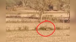 Leopard in Farms: खेत में बेखौफ घूमता नजर आया तेंदुआ, किसानों में बढ़ा खौफ