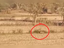 Leopard in Farms: खेत में बेखौफ घूमता नजर आया तेंदुआ, किसानों में बढ़ा खौफ Leopard in Farms: खेत में बेखौफ घूमता नजर आया तेंदुआ, किसानों में बढ़ा खौफ