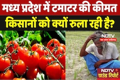 Tomato Prices in MP: एमपी में टमाटर के भाव ने तोड़ी किसानों की कमर! उपभोक्ता चुका रहे दोगुनी कीमत Tomato Prices in MP: एमपी में टमाटर के भाव ने तोड़ी किसानों की कमर! उपभोक्ता चुका रहे दोगुनी कीमत