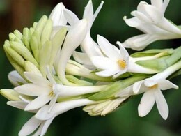 कई समस्याओं से राहत दिलाने में कमाल है रजनीगंधा, औषधीय गुणों की खान वाला फूल आयुर्वेद में खूब होता है इस्तेमाल कई समस्याओं से राहत दिलाने में कमाल है रजनीगंधा, औषधीय गुणों की खान वाला फूल आयुर्वेद में खूब होता है इस्तेमाल