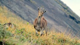 Eravikulam National Park In Kerala Reopens On April 1: Complete Guide For Wildlife Enthusiasts