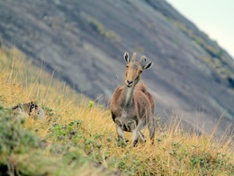 Eravikulam National Park In Kerala Reopens On April 1: Complete Guide For Wildlife Enthusiasts Eravikulam National Park In Kerala Reopens On April 1: Complete Guide For Wildlife Enthusiasts
