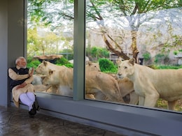 'वनतारा' वाइल्डलाइफ के उद्घाटन पर PM मोदी का अलग अंदाज, एशियाई शेर-क्लाउडेड तेंदुए को पिलाया दूध