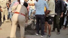 Raigarh News: जंगल से भटकर सूअर पहुंचा डीएफओ बंगले में, राहगीरों पर किया हमला... सूचना के 3 घंटे बाद पहुंची फॉरेस्ट की टीम