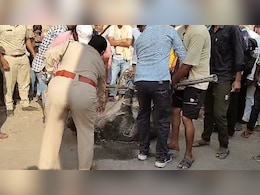 Raigarh News: जंगल से भटकर सूअर पहुंचा डीएफओ बंगले में, राहगीरों पर किया हमला... सूचना के 3 घंटे बाद पहुंची फॉरेस्ट की टीम