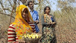 बेमौसम बारिश से महुआ की फसल हुई चौपट, किसानों की आजीविका पर छाया संकट