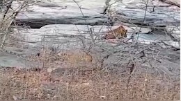 पर्यटकों के लिए खुशखबरी, अब&nbsp;माधव टाइगर रिजर्व में बाघ का आसानी से होगा दीदार, ये है वजह
