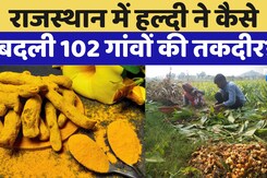 Rajasthan में हल्दी ने कैसे बदली 102 गांवों की तकदीर? रुका पलायन