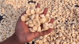 Watch: Viral Video Shows How Bengali-Style Dal Bori Is Made In Bulk