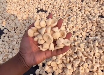 Watch: Viral Video Shows How Bengali-Style Dal Bori Is Made In Bulk Watch: Viral Video Shows How Bengali-Style Dal Bori Is Made In Bulk