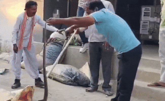 VIDEO: थाने पहुंचे नाग-नागिन, पुलिसकर्मियों ने सांप पकड़ने वाले को बुलाया
