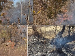 छत्तीसगढ़ में भालुओं की ज़िंदगी पर छाया संकट, धूं-धूं कर जल रहे मरवाही के जंगल 