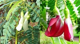 &nbsp;Agastya Benefits: संजीवनी बूटी से कम नहीं &lsquo;अगस्त्य का पेड़&rsquo;, सिरदर्द, डायबिटीज समेत इन बीमारियों के लिए है रामबाण