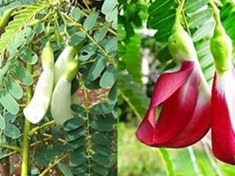  Agastya Benefits: संजीवनी बूटी से कम नहीं ‘अगस्त्य का पेड़’, सिरदर्द, डायबिटीज समेत इन बीमारियों के लिए है रामबाण