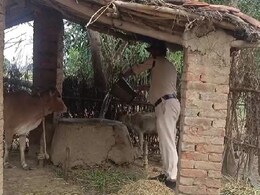 Mauganj Violence Update: हिंसा के बाद अब मऊगंज हुआ सुनसान, घरों में बंधे बेजुबानों को खाने के पड़े लाले, तो पुलिस वाले बने सेवक Mauganj Violence Update: हिंसा के बाद अब मऊगंज हुआ सुनसान, घरों में बंधे बेजुबानों को खाने के पड़े लाले, तो पुलिस वाले बने सेवक