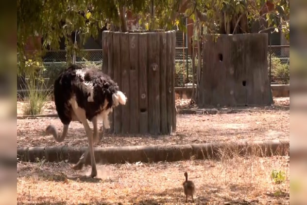 शुतुरमुर्ग का बच्चा अब पर्यटकों के लिए मुख्य आकर्षण बन गया है