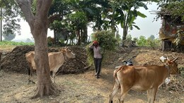 कलेक्टर ने गायों से जुड़ा पारित किया ये आदेश, गुस्साए ग्रामीणों ने बताया अजीबो-गरीब