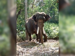 दंतैल हाथी के दशहत में पूरा गांव, रतजगा करने को मजबूर लोग... हाई अलर्ट पर वन विभाग दंतैल हाथी के दशहत में पूरा गांव, रतजगा करने को मजबूर लोग... हाई अलर्ट पर वन विभाग