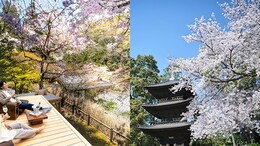 Sakura 2025: 10 Luxury Hotels In Japan To Pick From This Cherry Blossom Season
