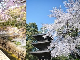 Sakura 2025: 10 Luxury Hotels In Japan To Pick From This Cherry Blossom Season