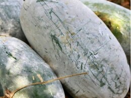 पेठा या कद्दू जैसा दिखने वाला कुम्हड़ा खाने के अनोखे फायदे, किडनी से लेकर लीवर तक को रखता है दुरुस्त