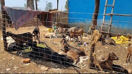 ग्रामीण के घर से बकरा उठाकर ले गया पूर्व सरपंच, न्याय मांगा तो पीड़ित को ही धमका रहा है सरपंच , पुलिस ने लिया ये एक्शन &nbsp; &nbsp;
