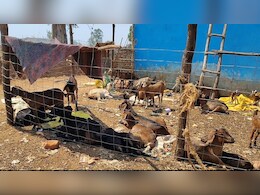 ग्रामीण के घर से बकरा उठाकर ले गया पूर्व सरपंच, न्याय मांगा तो पीड़ित को ही धमका रहा है सरपंच , पुलिस ने लिया ये एक्शन    