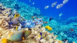 6 Stunning Snorkelling Spots In India For Your Next Underwater Adventure