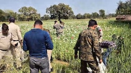 Tikamgarh News: खुले में हो रही थी अफीम की अवैध खेती, दो करोड़ कीमती फसल पर पुलिस ने लिया एक्शन