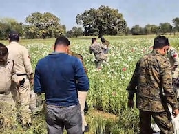Tikamgarh News: खुले में हो रही थी अफीम की अवैध खेती, दो करोड़ कीमती फसल पर पुलिस ने लिया एक्शन Tikamgarh News: खुले में हो रही थी अफीम की अवैध खेती, दो करोड़ कीमती फसल पर पुलिस ने लिया एक्शन