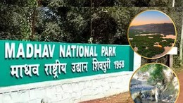 Madhav Tiger Reserve: प्रकृति की गोद में बसा है MP का 9वां रिजर्व टाइगर, यहां मिलता है जन्नत जैसा अनुभव