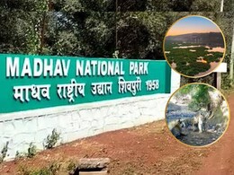 Madhav Tiger Reserve: प्रकृति की गोद में बसा है MP का 9वां रिजर्व टाइगर, यहां मिलता है जन्नत जैसा अनुभव Madhav Tiger Reserve: प्रकृति की गोद में बसा है MP का 9वां रिजर्व टाइगर, यहां मिलता है जन्नत जैसा अनुभव