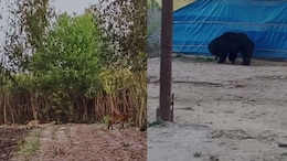 Wild Animals Take A Stroll In UP, Farmers Lock Themselves In