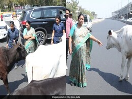 Stray Cattle Brings Chief Minister's Convoy To Sudden Halt On Delhi Flyover Stray Cattle Brings Chief Minister's Convoy To Sudden Halt On Delhi Flyover