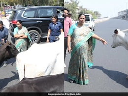 Action Against Illegal Dairies After Delhi Chief Minister's Convoy Held Up By Cows Action Against Illegal Dairies After Delhi Chief Minister's Convoy Held Up By Cows