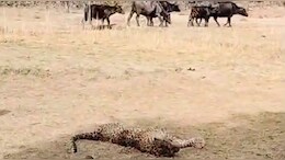 Rajasthan: तेंदुए पर भारी पड़ीं बाड़े में बंधी भैंसें, शिकार करने आए लेपर्ड को बुरी तरह किया जख्मी