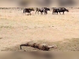 Rajasthan: तेंदुए पर भारी पड़ीं बाड़े में बंधी भैंसें, शिकार करने आए लेपर्ड को बुरी तरह किया जख्मी Rajasthan: तेंदुए पर भारी पड़ीं बाड़े में बंधी भैंसें, शिकार करने आए लेपर्ड को बुरी तरह किया जख्मी