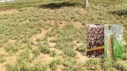 Rajasthan: मुनाफे की खेती की ओर बढ़ रहे राजस्थान के किसान, कम लागत में मिल रहा मोटा मुनाफा