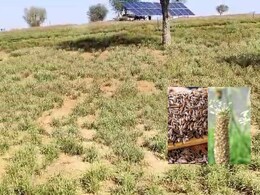 Rajasthan: मुनाफे की खेती की ओर बढ़ रहे राजस्थान के किसान, कम लागत में मिल रहा मोटा मुनाफा Rajasthan: मुनाफे की खेती की ओर बढ़ रहे राजस्थान के किसान, कम लागत में मिल रहा मोटा मुनाफा