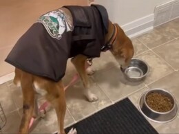 रास्ते पर लावारिस पड़ा था कुत्ता, 3 महीने में पेरिस और कनाडा पहुंच गया