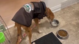 Ailing Stray Dog From Thane Streets Finds New Home In Toronto