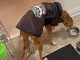 Ailing Stray Dog From Thane Streets Finds New Home In Toronto