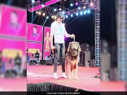 Bengaluru Man Buys World's Most Expensive "Wolfdog" For Rs 50 Crore Bengaluru Man Buys World's Most Expensive "Wolfdog" For Rs 50 Crore