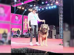 Bengaluru Man Claims He Bought Rs 50-Crore Dog, Probe Agency Goes Sniffing Bengaluru Man Claims He Bought Rs 50-Crore Dog, Probe Agency Goes Sniffing