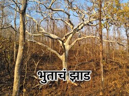Ghost Tree : रात्रीच्या अंधारात चमकणारं 'भुताचे झाड',  पाहा VIDEO
