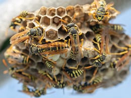 घर के बाहर लगा है मधुमक्खी का छत्ता, तो इस एक ट्रिक से मिनटों में साफ हो जाएगा छज्जा, सोशल मीडिया पर वायरल हुआ वीडियो घर के बाहर लगा है मधुमक्खी का छत्ता, तो इस एक ट्रिक से मिनटों में साफ हो जाएगा छज्जा, सोशल मीडिया पर वायरल हुआ वीडियो